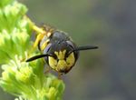 Philanthus triangulum